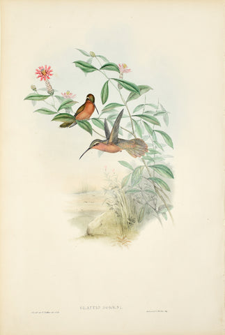 John Gould (1804-1881), Glaucis Dohrni (Dohrn's Hermit)