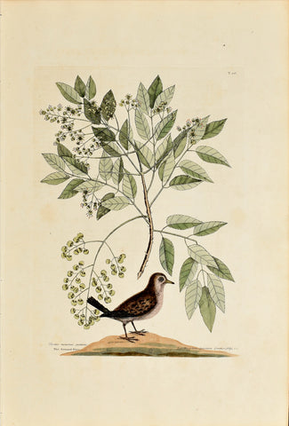Mark Catesby (1683-1749), The Ground Dove, P26