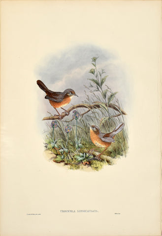 John Gould (1804-1881), Urocichla Longicaudata (Long-tailed Hill Wren)