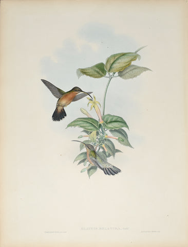 John Gould (1804-1881), Glaucis Melanura (Black Tailed Hermit)