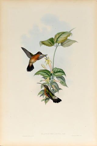 John Gould (1804-1881), Glaucis Melanura (Black Tailed Hermit)