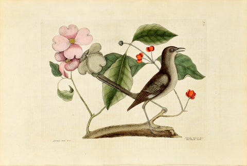 Mark Catesby (1683-1749), The Mock-bird, P27