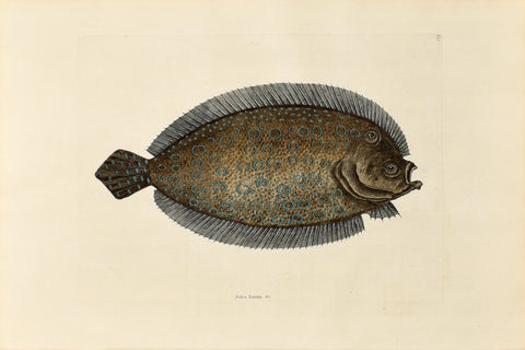 Mark Catesby (1683-1749), The Sole, P27