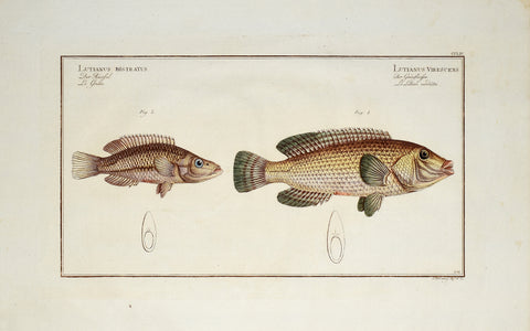 Marcus Elieser Bloch (1723-1799), Lutianus Rostratus & Lutianus Virescens (Snouted Lutian & Green Fin), CCLIV