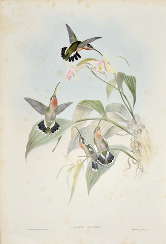 John Gould (1804-1881), Glaucis Ruckeri (Rucker's Hermit)