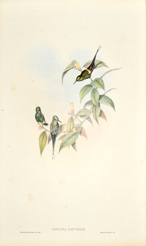 John Gould (1804-1881) Gouldia Conversi (Conver's Thorntail)