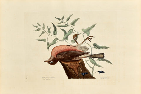 Mark Catesby (1683-1749), The Fieldfare, The Snake-root, P29