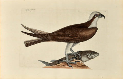 Mark Catesby (1683-1749), The Fishing Hawk, P2