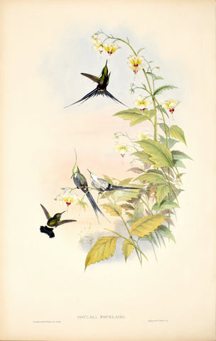 John Gould (1804-1881), Gouldia Popelairi (Wire Crested Thorntail)