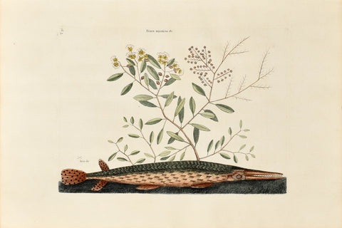 Mark Catesby (1683-1749), The Green Gar Fish, P30
