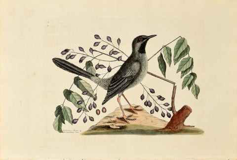 Mark Catesby (1683-1749), The Red-legged Thrush, P30
