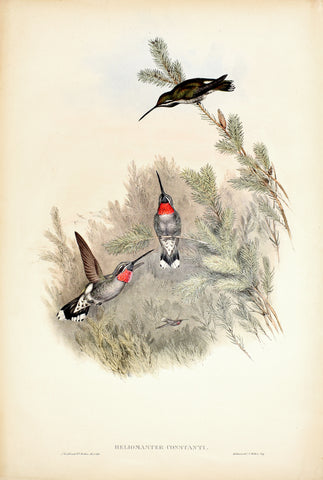 John Gould (1804-1881), Heliomaster Constanti (Plain Capped Starthroat)