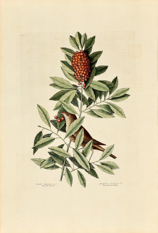 Mark Catesby (1683-1749), The Little Thrush, The Dahoon Holly, P31