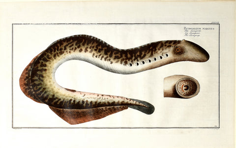 Marcus Elieser Bloch (1723-1799), Petromizon Marinus (Lamprey), PlLXXVII