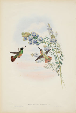 John Gould (1804-1881), Heliopaedica Xantusi (Xantus's Hummingbird)