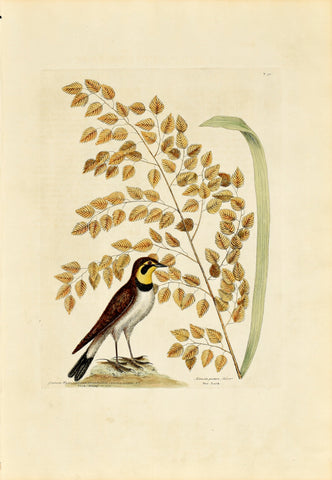 Mark Catesby (1683-1749), The Lark, P32