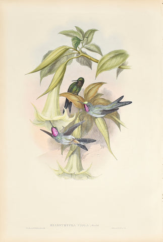 John Gould (1804-1881), Heliotrypha Viola (Purple Star Frontlet)