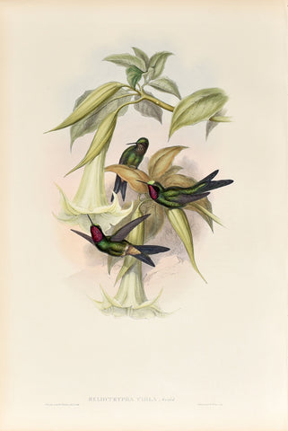 John Gould (1804-1881), Heliotrypha Viola (Purple Star Frontlet)