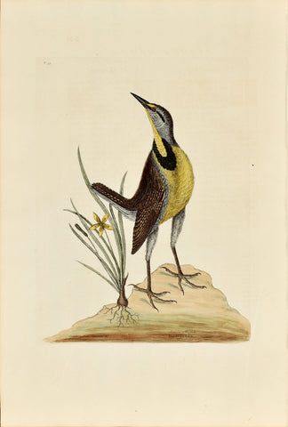 Mark Catesby (1683-1749), The Large Lark, P33