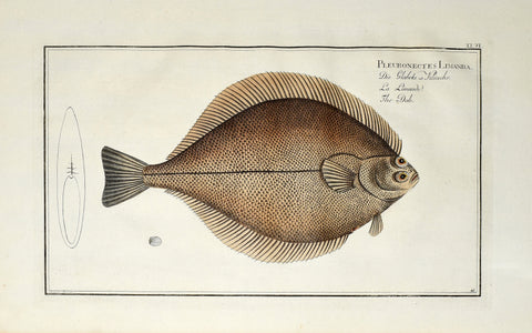 Marcus Elieser Bloch (1723-1799), Pleuronectes Limanda (Dab), Pl XLVI