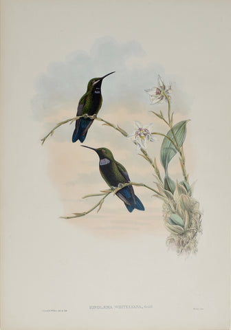 John Gould (1804-1881), Ionolaema Whitelyana (Whitely's Hummingbird)