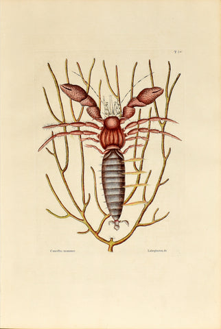 Mark Catesby (1683-1749), The Sea Hermit Crab, P34