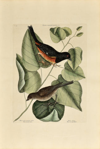 Mark Catesby (1683-1749), The Towhe Bird, The Cowpen Bird, P34
