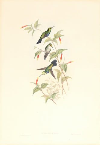 John Gould (1804-1881), Juliamya Typica (Emerald Tailed Hummingbird)