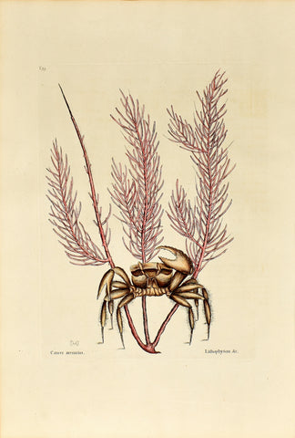 Mark Catesby (1683-1749), The Sand Crab, P35