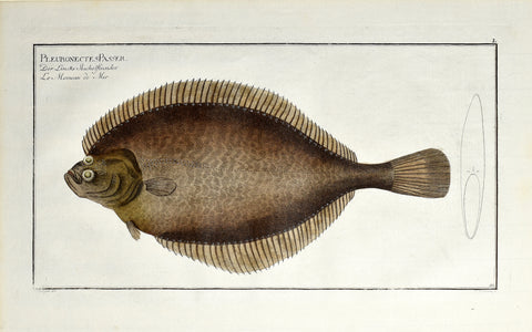 Marcus Elieser Bloch (1723-1799), Pleuronectes Passer (European Flounder), Pl L