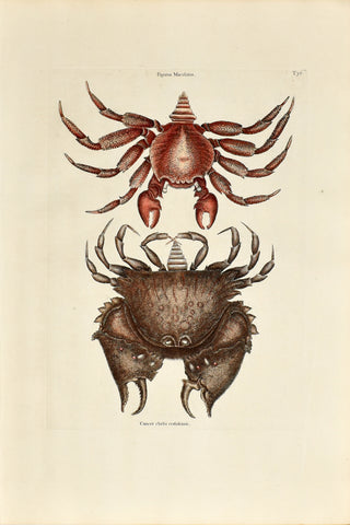 Mark Catesby (1683-1749), The Red Mottled Rock Crab, P36