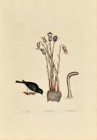 Mark Catesby (1683-1749), The Snow Bird, P36