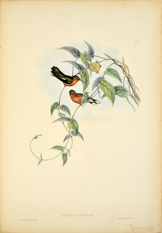 John Gould (1804-1881), Leucippus Fallax (Buffy Hummingbird)