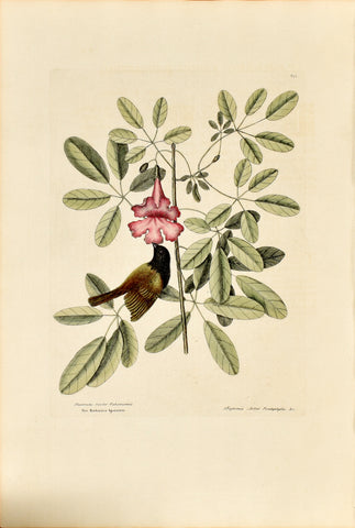 Mark Catesby (1683-1749), The Bahama Sparrow, P37