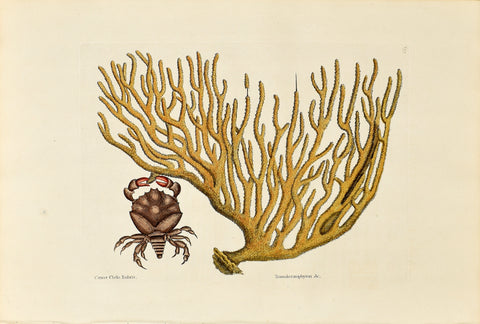 Mark Catesby (1683-1749), The Red Clawed Crab, P37