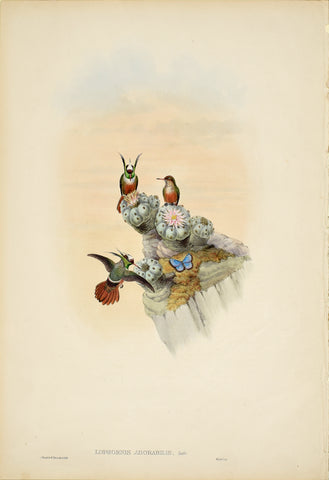 John Gould (1804-1881), Lophornis Adorabilis (Salvin's Coquette)