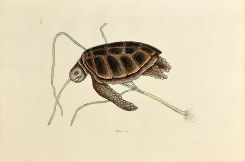 Mark Catesby (1683-1749), The Green Turtle, P38