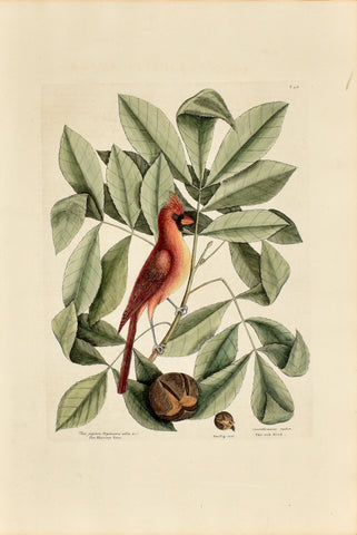 Mark Catesby (1683-1749), The Red Bird, P38