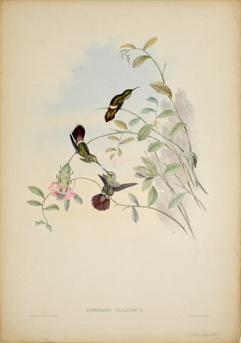 John Gould (1804-1881), Lophornis Chalybeus (Festive Coquett)