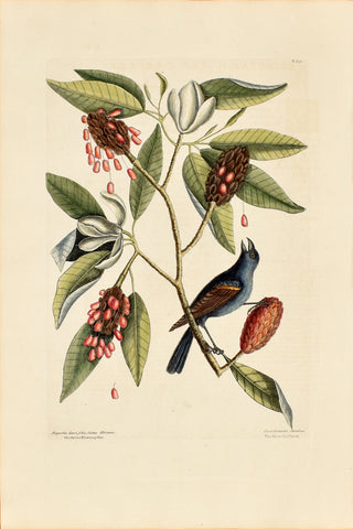 Mark Catesby (1683-1749), The Blue Grosbeak, P39