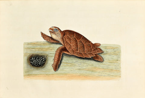 Mark Catesby (1683-1749), The Hawks Bill Turtle, P39