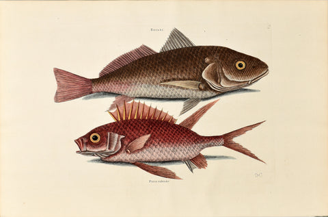 Mark Catesby (1683-1749), The Crocker, P3
