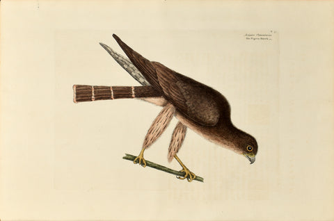 Mark Catesby (1683-1749), The Pigeon Hawk, P3