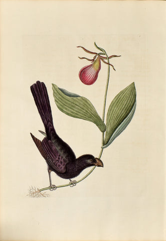 Mark Catesby (1683-1749), The Razor Billed Blackbird of Jamaica, no. 3