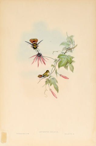John Gould (1804-1881), Lophornis Helenae (Black Crested Coquette)