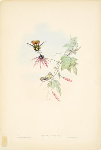 John Gould (1804-1881), Lophornis Helenae (Black Crested Coquette)
