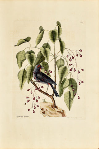 Mark Catesby (1683-1749), The Purple Grosbeak, P40