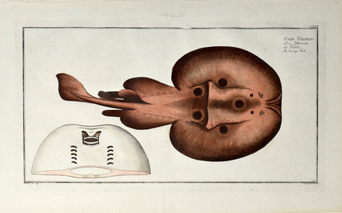 Marcus Elieser Bloch (1723-1799), Raia Torpedo (Cramp Fish), Pl CXXII
