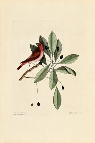 Mark Catesby (1683-1749), The Purple Finch, P41