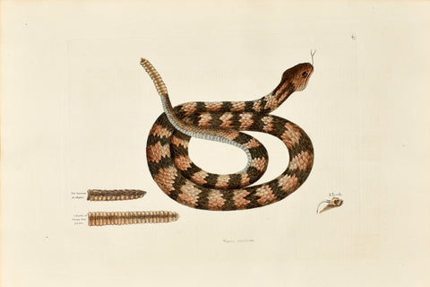 Mark Catesby (1683-1749), The Rattle Snake, P41